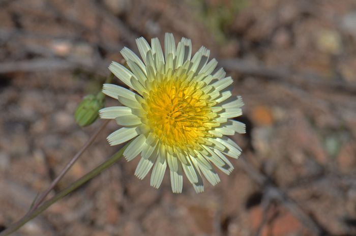 Smooth Desertdandelion has yellow or pale yellow, rarely white showy flower heads that are about 1¾ inches (4.5 cm) wide or more; they do resemble the common dandelion; Malacothrix glabrata
